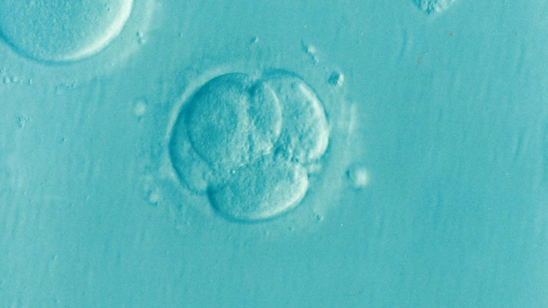 microscopic image of an early blastocyst: a four-cell staged embryo; whole image is cyan